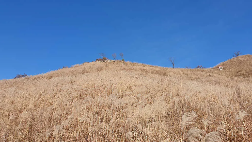 억새밭 바탕화면