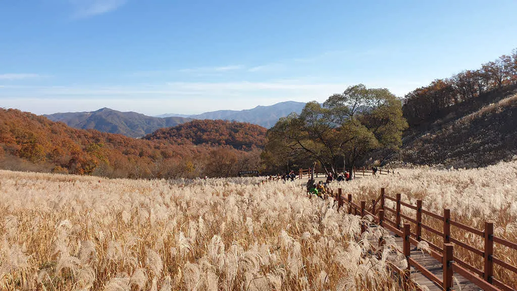 명성산 억새밭 풍경