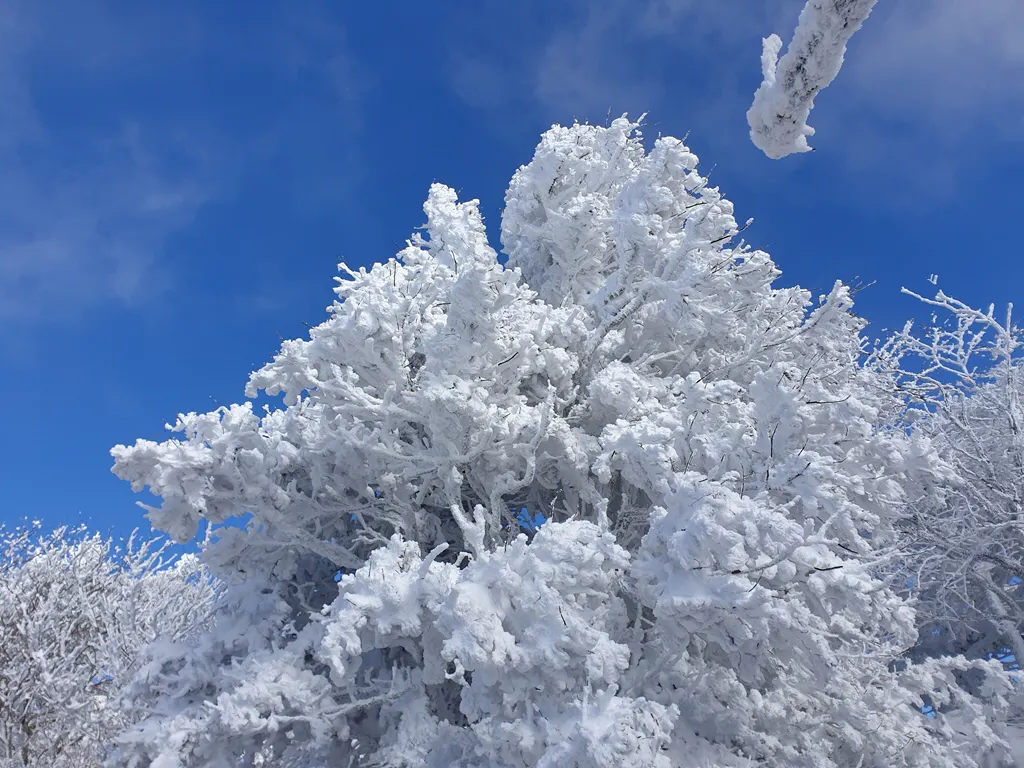 눈이 시리도록 파란 하늘과 덕유산 상고대