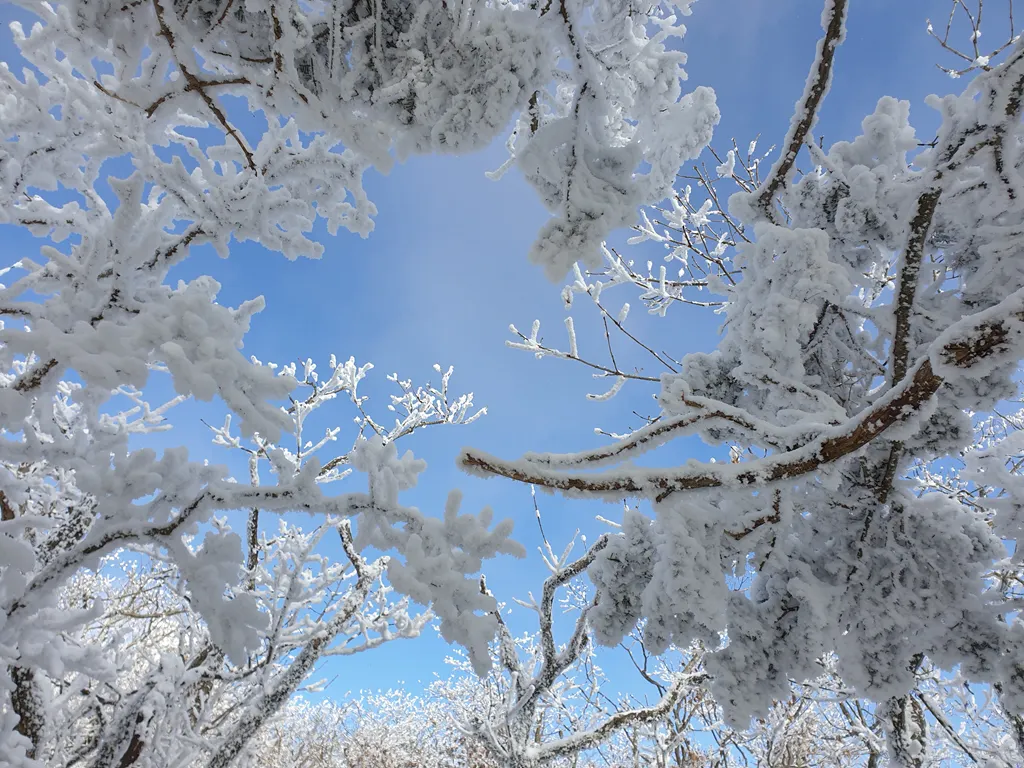 덕유산의 상고대와 파란 하늘