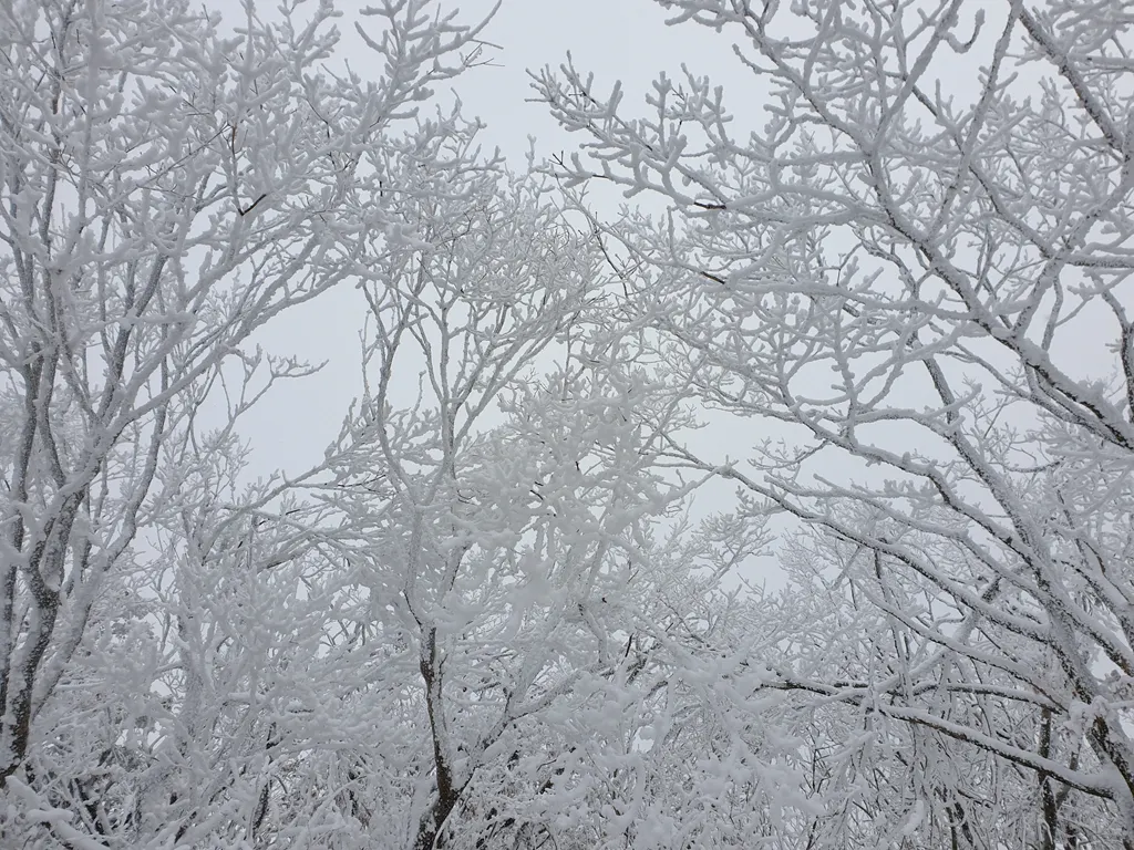 덕유산 향적봉 가는 코스의 상고대