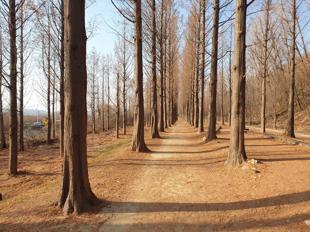 강북강변로(자유로)와 하늘공원 사이의 진짜 메타세콰이어 길