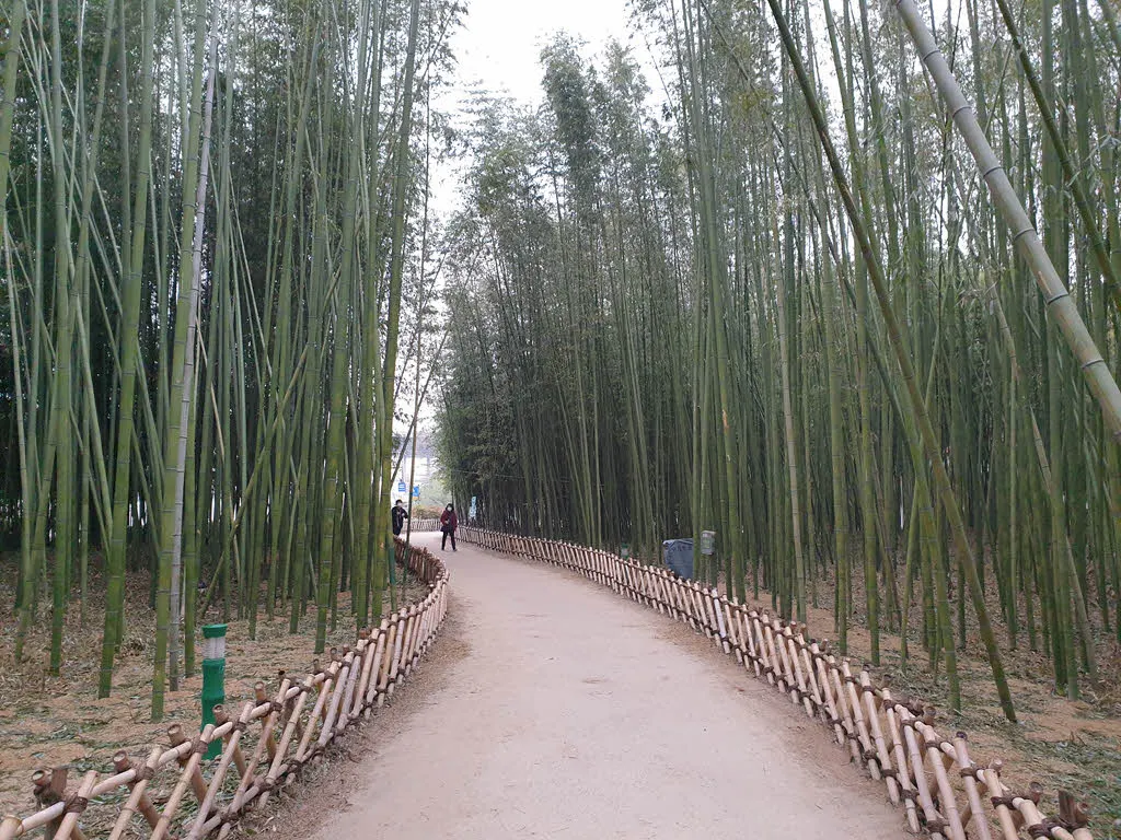 십리대숲의 시작점