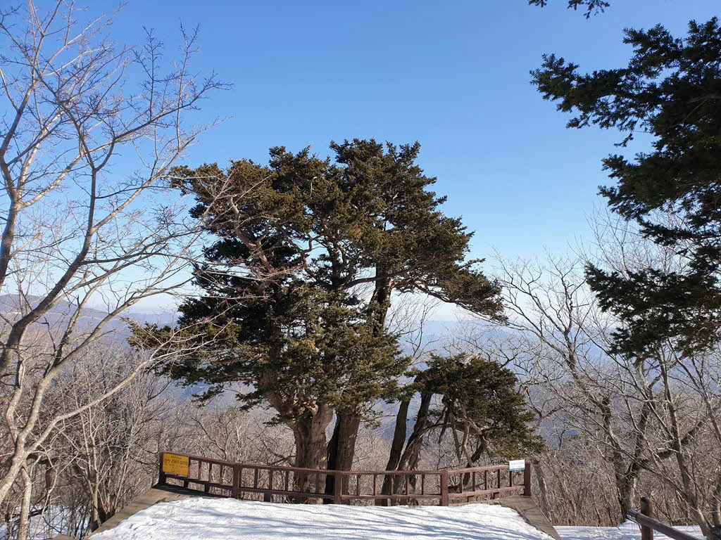 태백산 주목군락지의 보호수