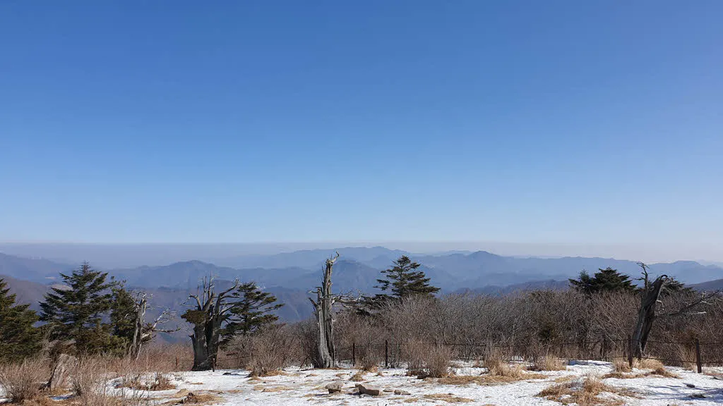 태백산 주목군락지