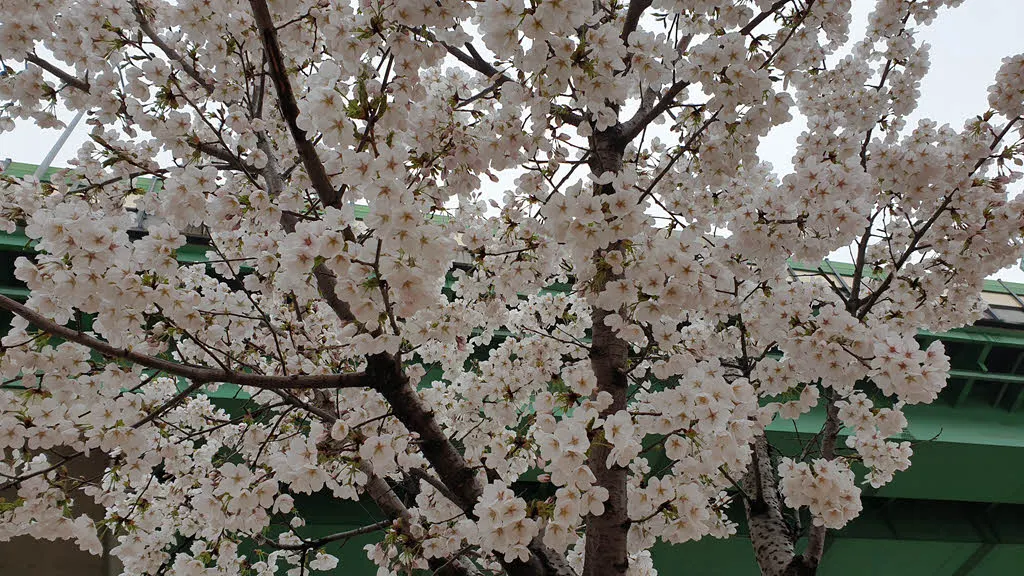 활짝 만개한 안양천변 벚꽃