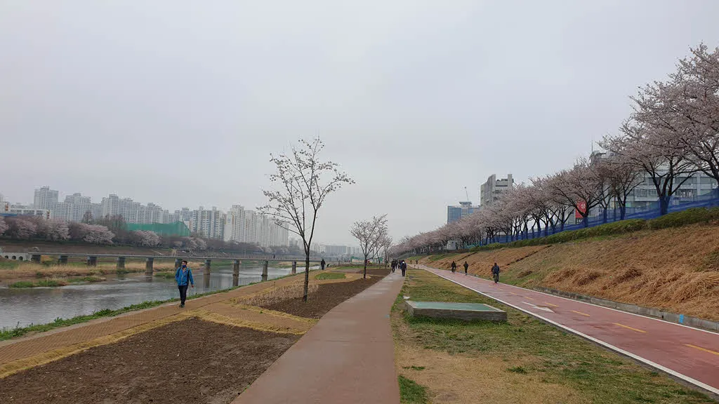 잘 정비된 안양천 둔치와 옆의 벚나무길