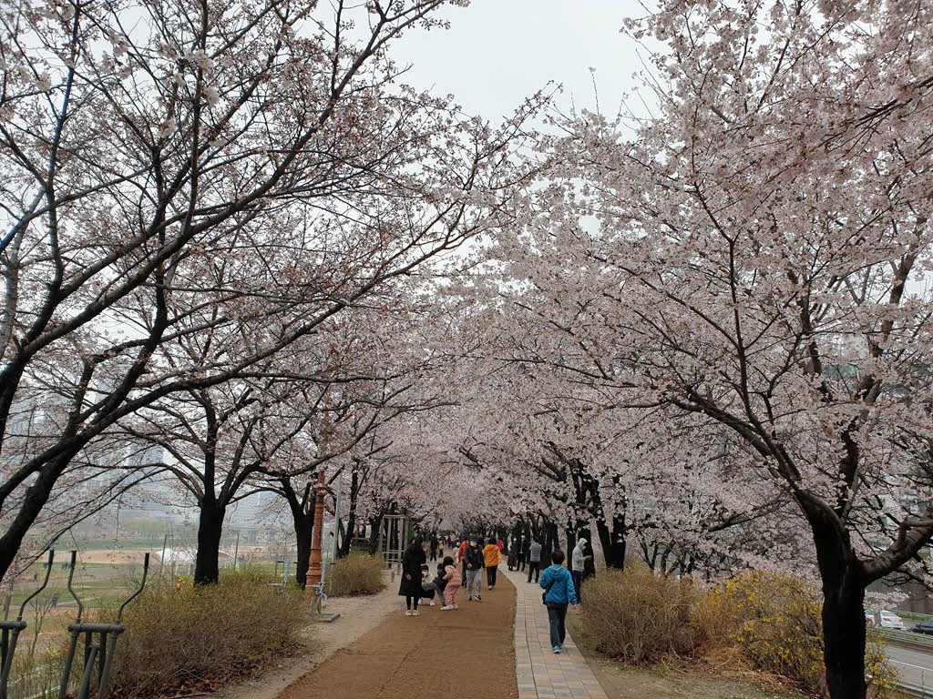 서부간선도로와 안양천 사이의 벚꽃 산책로