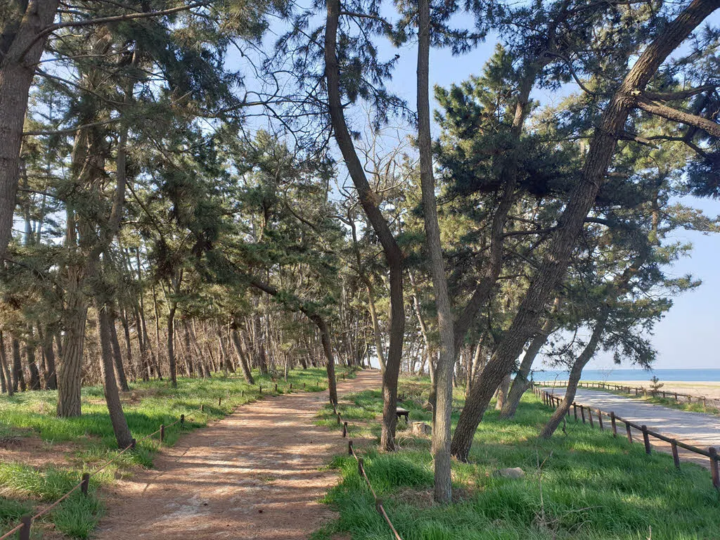 태안해변길 5코스 백사장항 시점의 해송숲