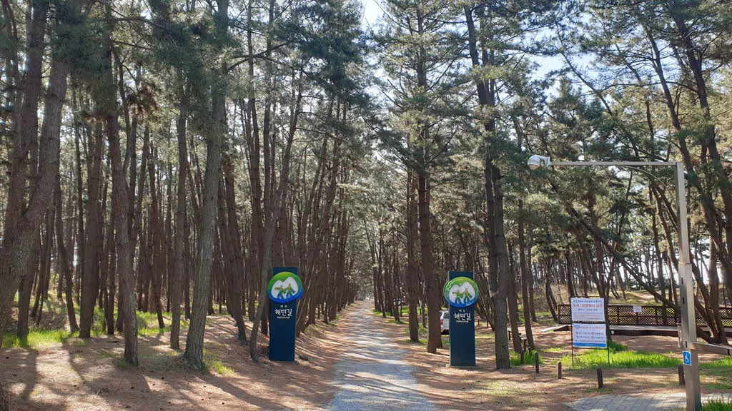 삼봉해변의  해송 소나무숲