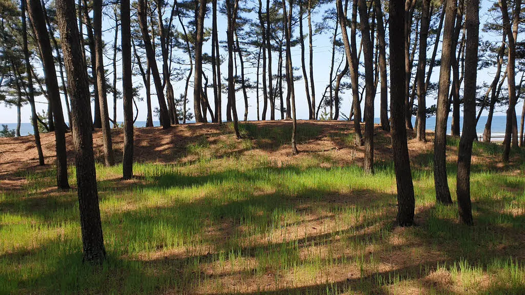 삼봉해변 소나무 숲