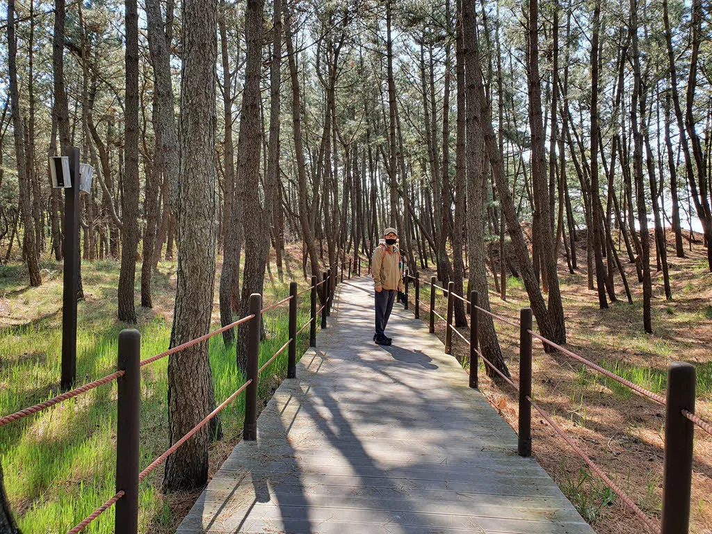 삼봉해변 소나무 숲길