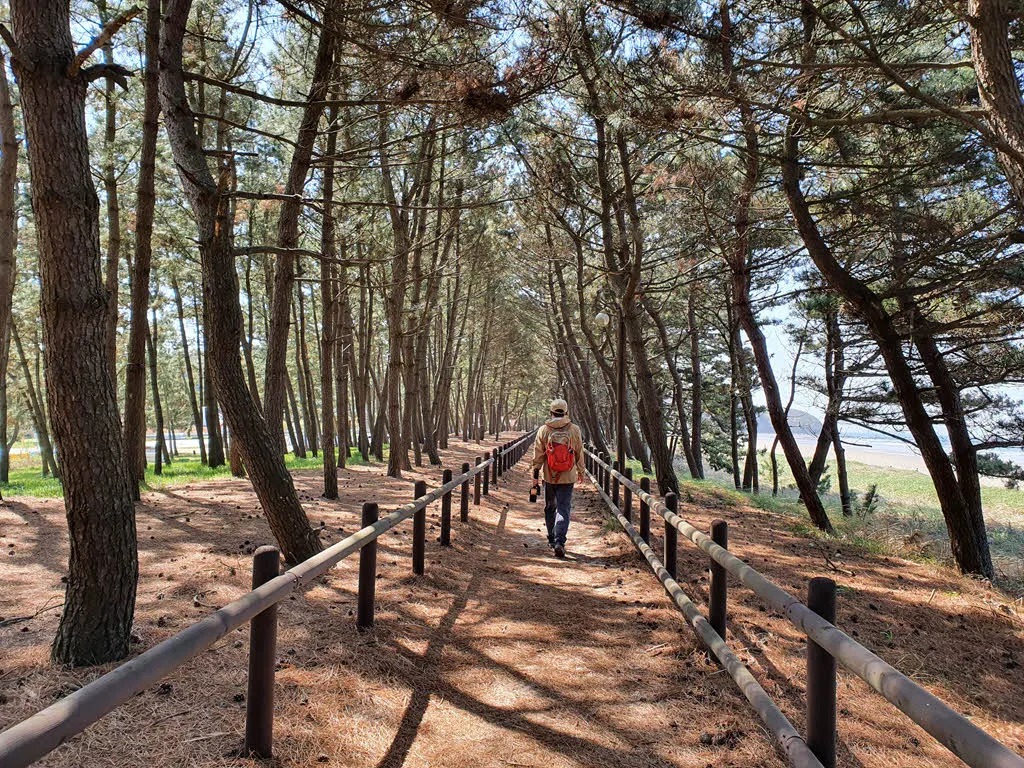 안면해변 소나무 숲길