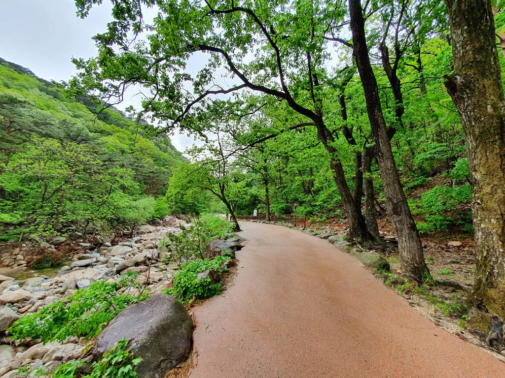 비 내린 뒤의 상큼한 설악산 숲길