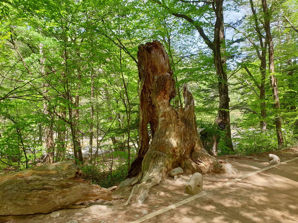 오대산 전나무 숲길