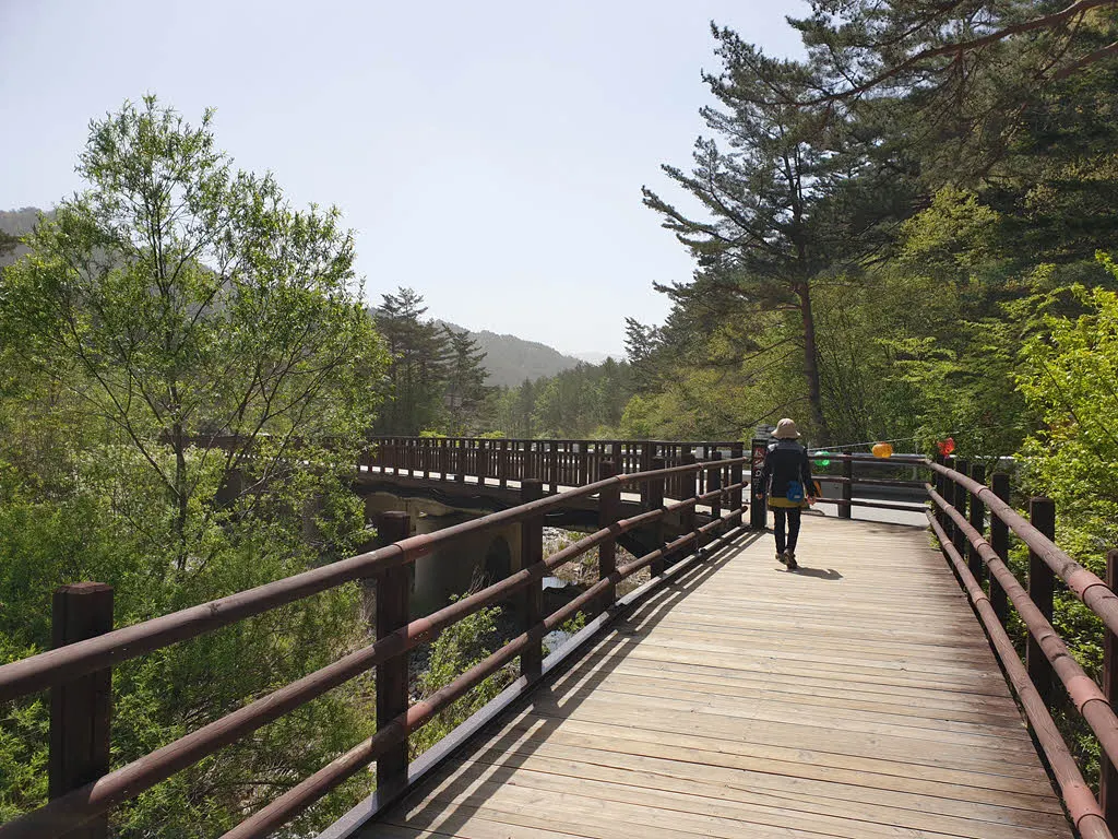오대산 월정사 전나무숲길 데크길 구간
