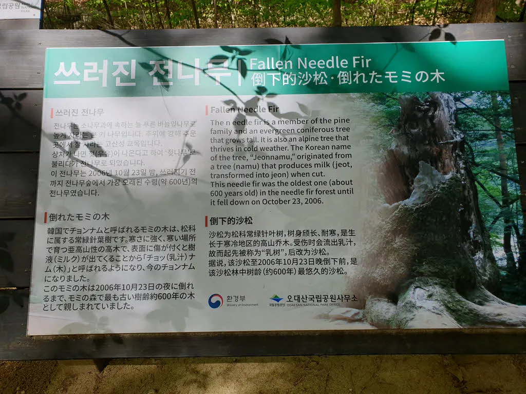 오대산 전나무 숲길