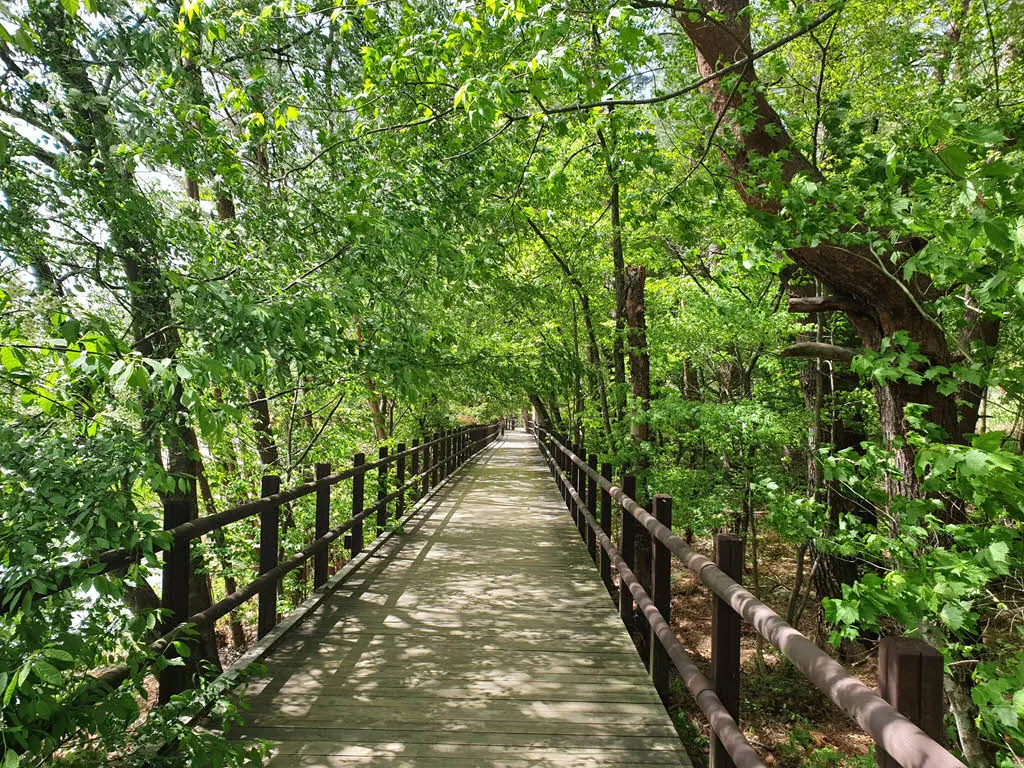 오대산 월정사 전나무숲길 데크길 구간