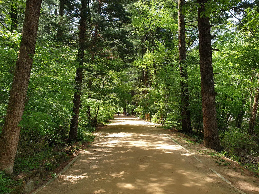 오대산 전나무 숲길