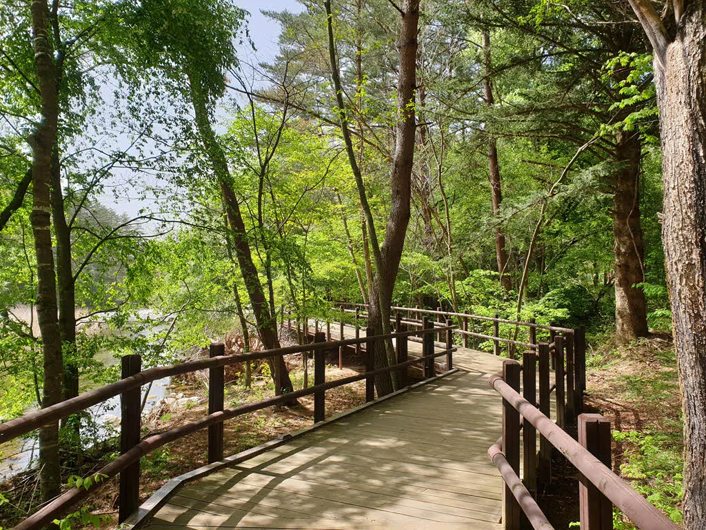 오대산 월정사 전나무숲길 데크길 구간