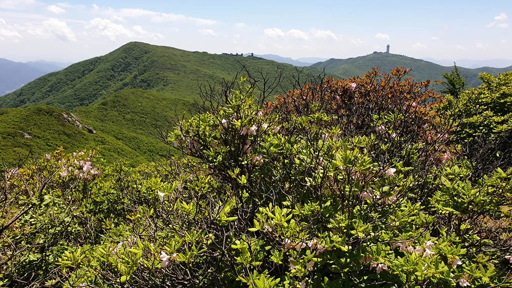 소백산 철쭉
