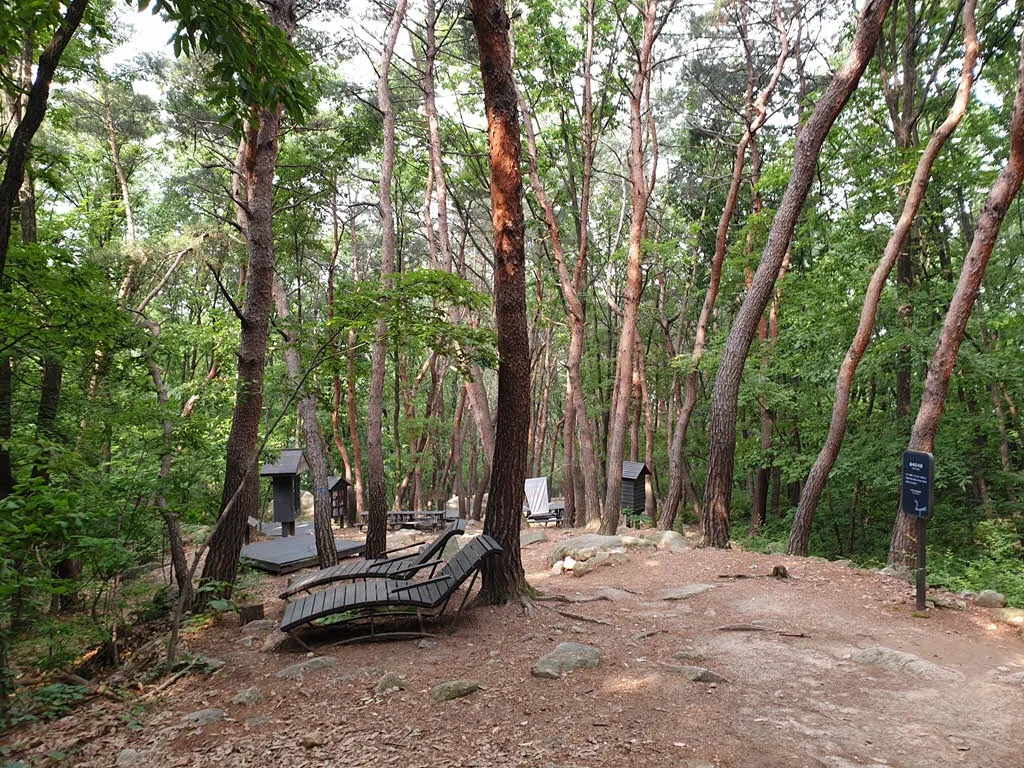 서울둘레길 1코스 전나무 숲