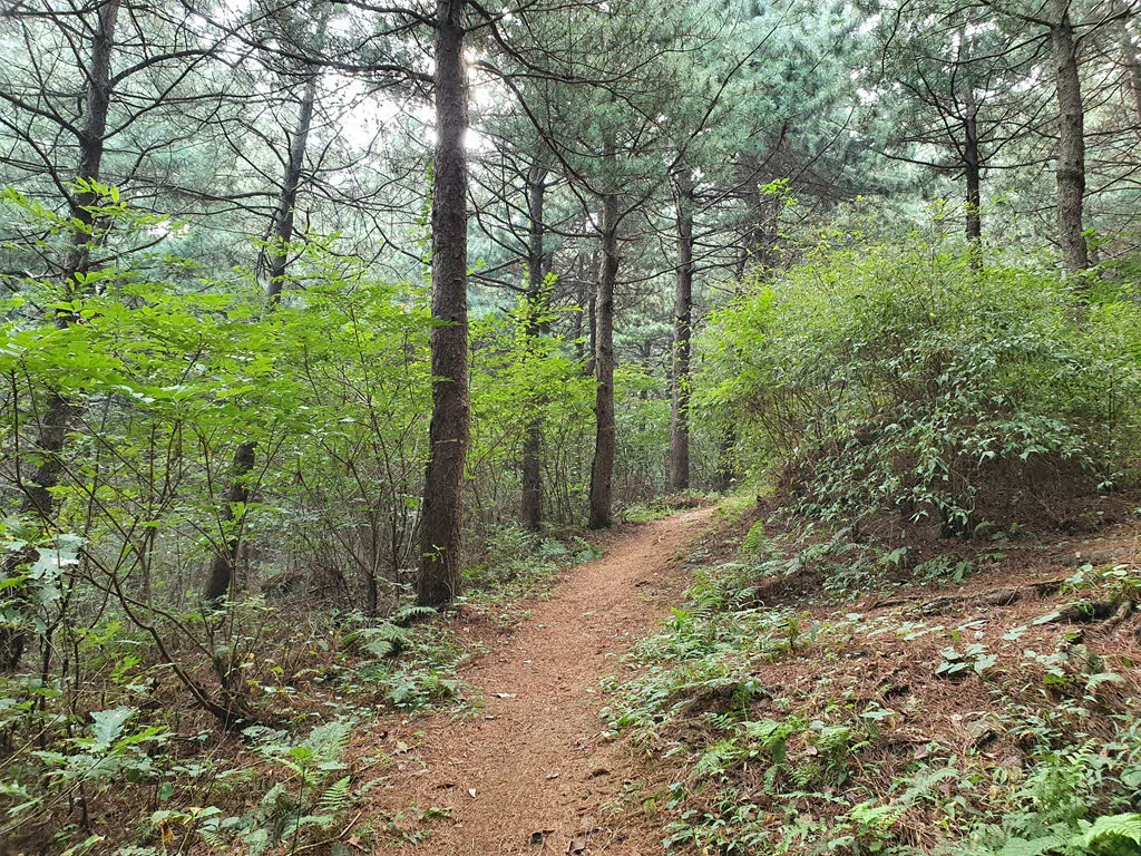 독산에서 양산봉 가는길
