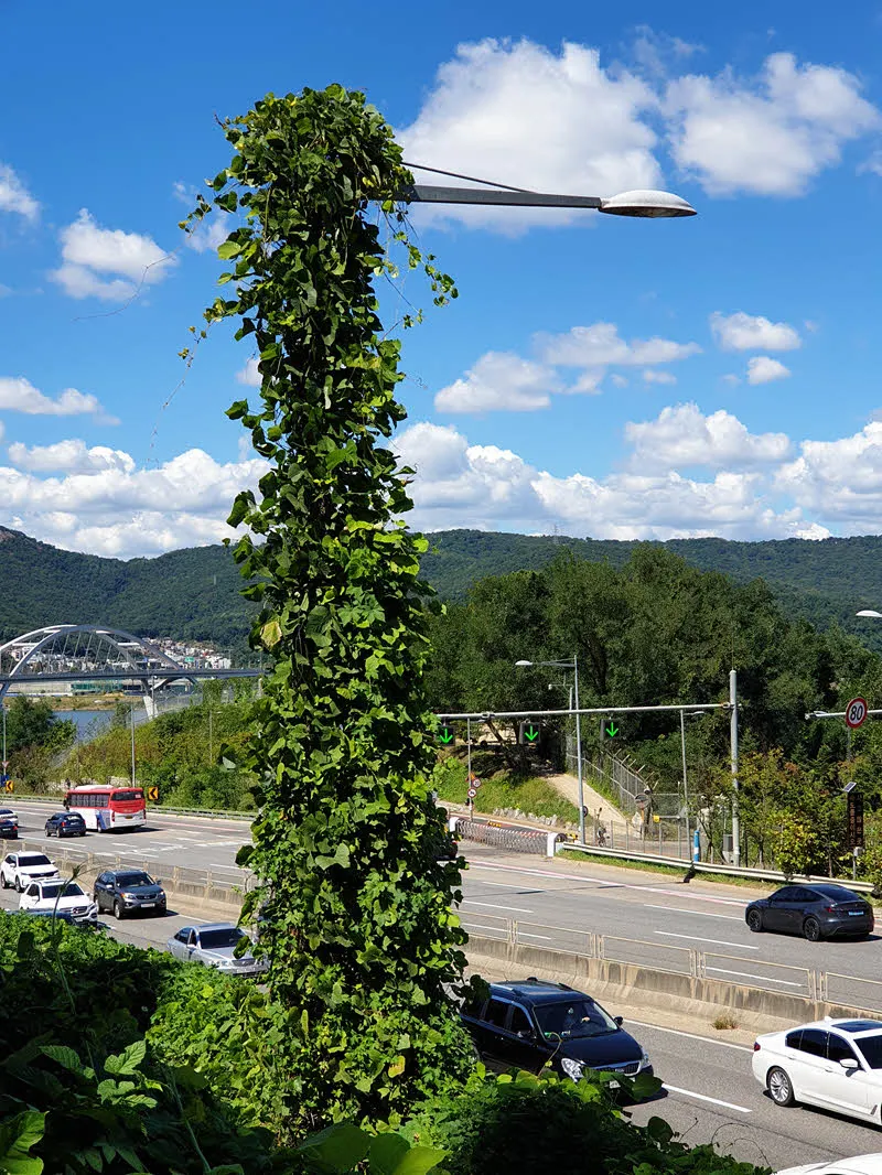 덩쿨식물에 점령당한 올림픽대로의 가로등