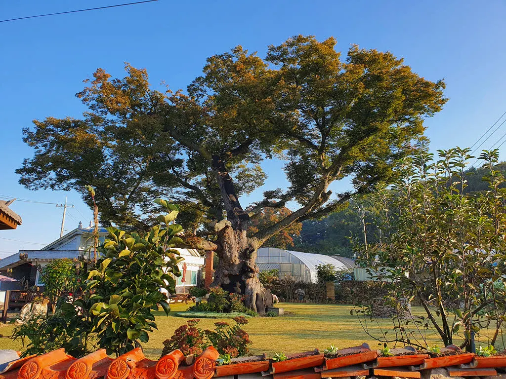 화개산 가는 길 고목이 있는 마당