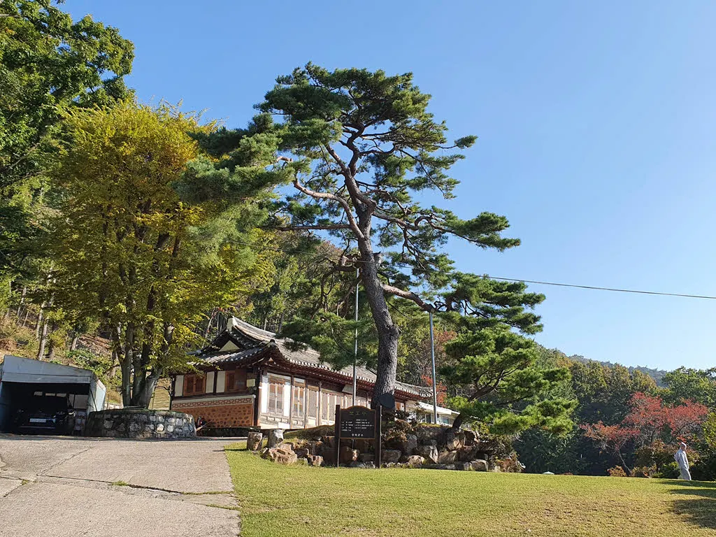 화개사의 멋드러진 소나무