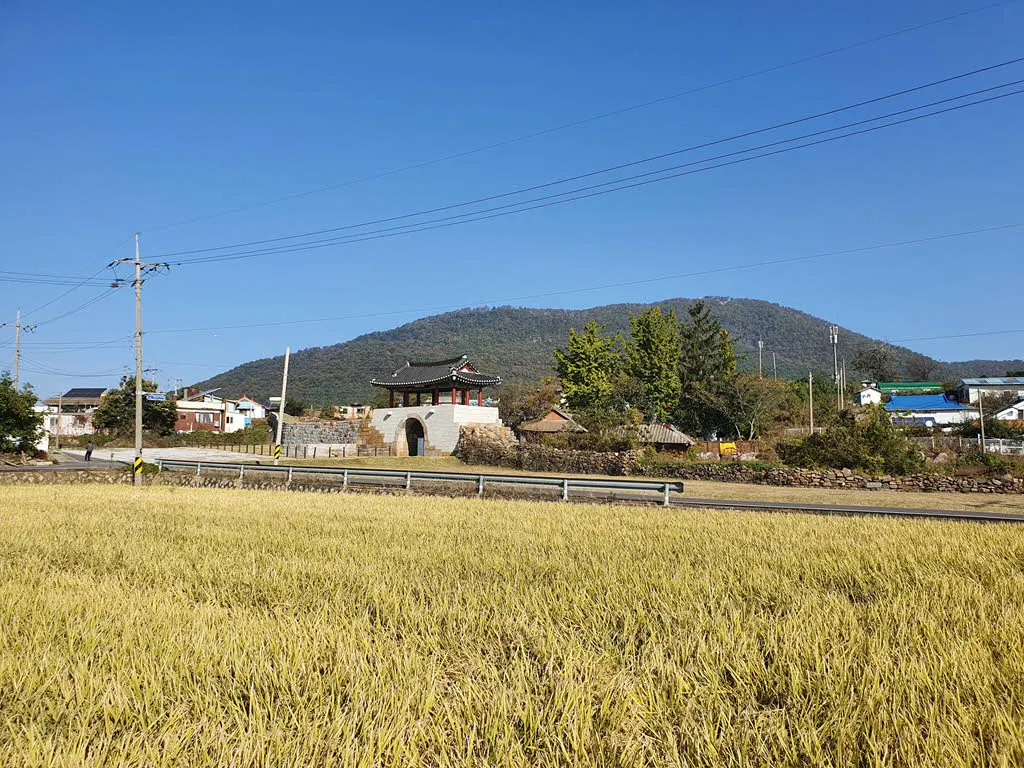 황금들녘 너머로 보이는 교동읍성과 화개산