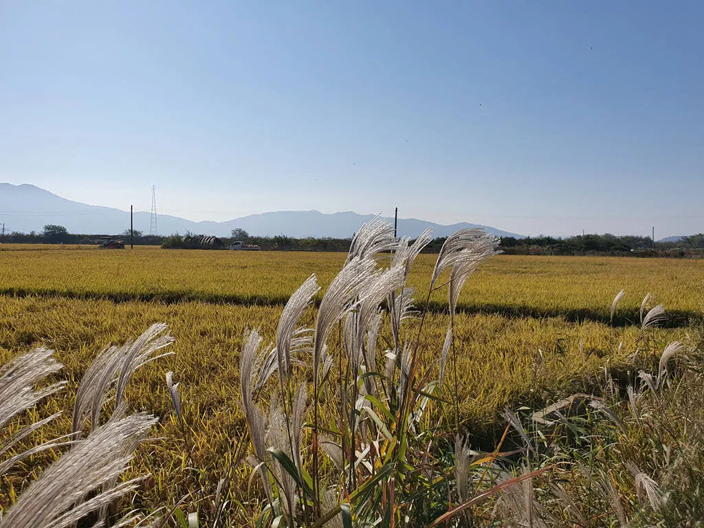 억새와 황금들녘