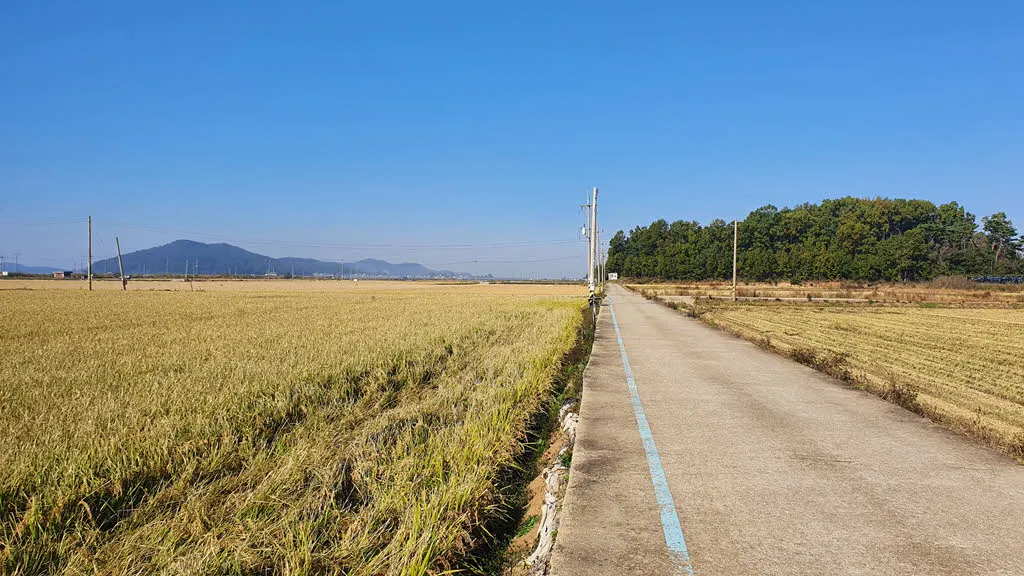가을 걷이가 한창인 교동도의 황금 들녘 (강화나들길 9코스)