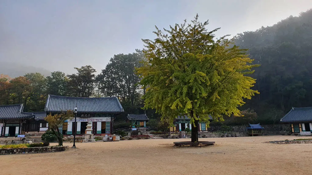 주왕산 대전사 은행나무