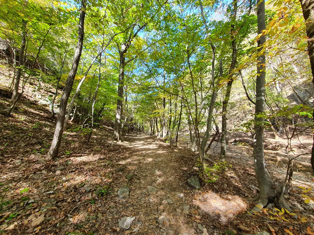 평지에 가까운 숲길