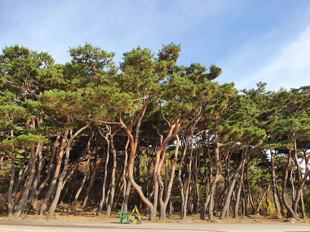 강화도 전등사 입구의 울창한 소나무 숲