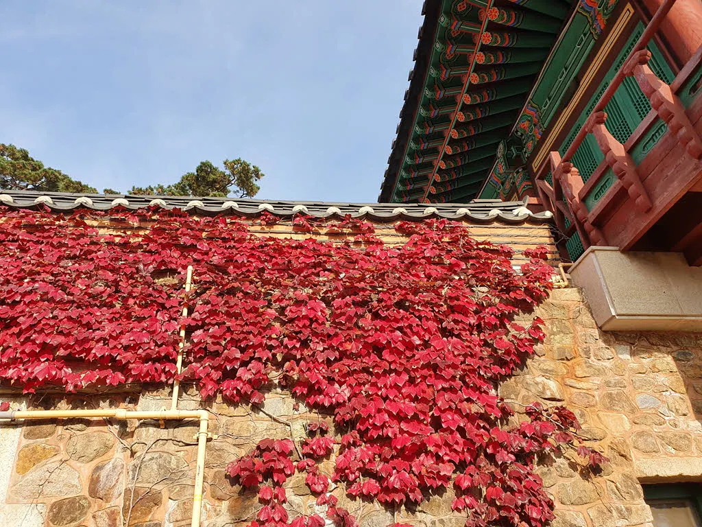 붉게 물든 전등사 담쟁이 덩굴