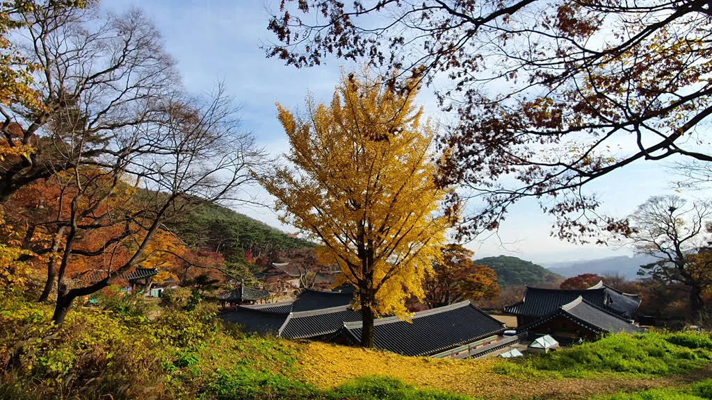 전등사 은행나무