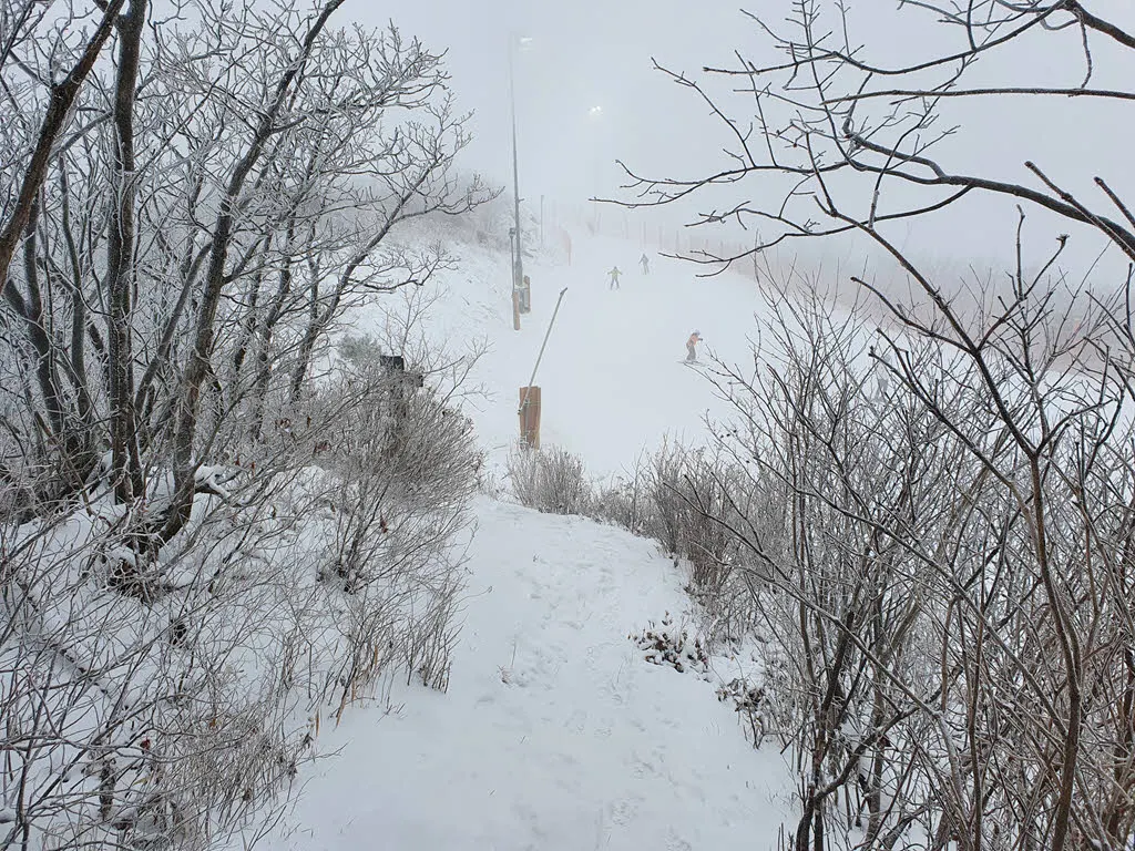 하이원탑에서 내려 슬로프 옆을 통과해 마천봉