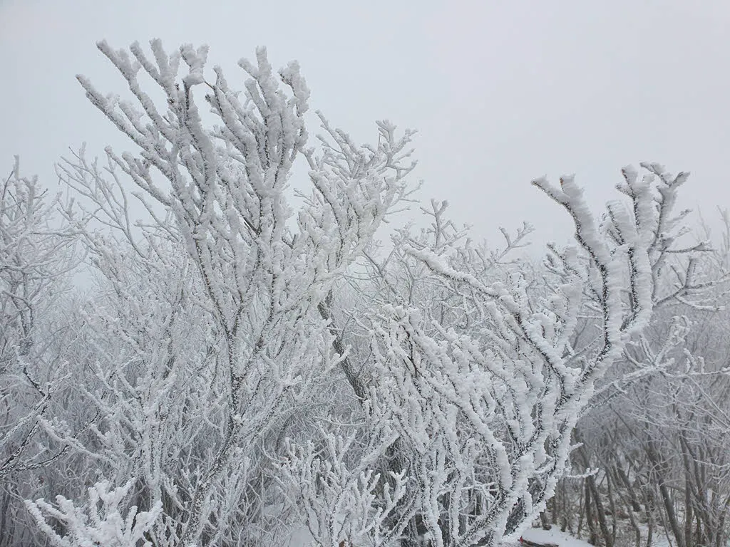 백운산 눈꽃