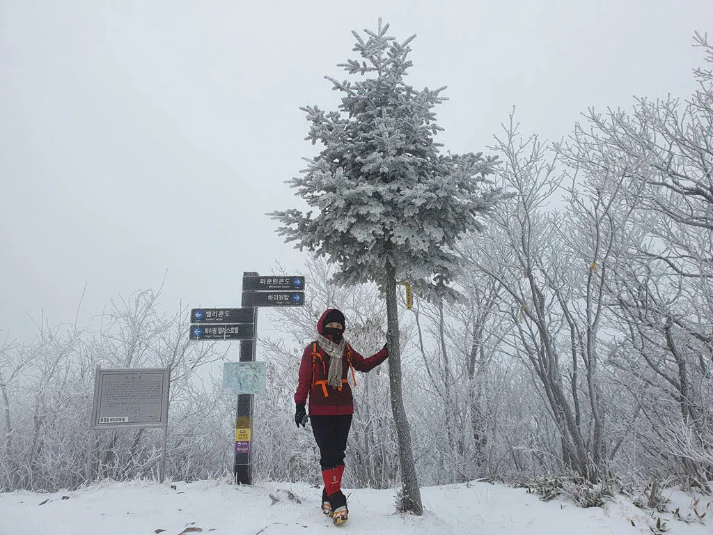 백운산 마천봉의 멋진 눈꽃이 내린 작은 나무.