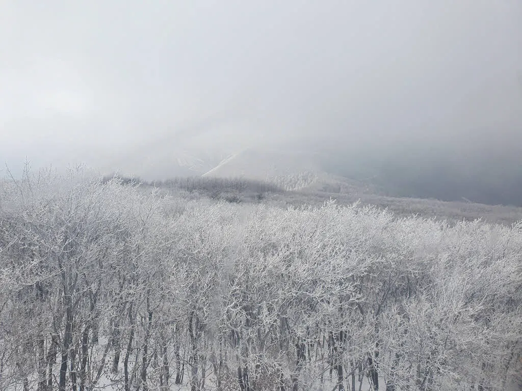 하이원탑에서 내려가는 길