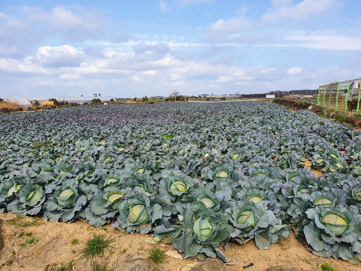 양배추밭