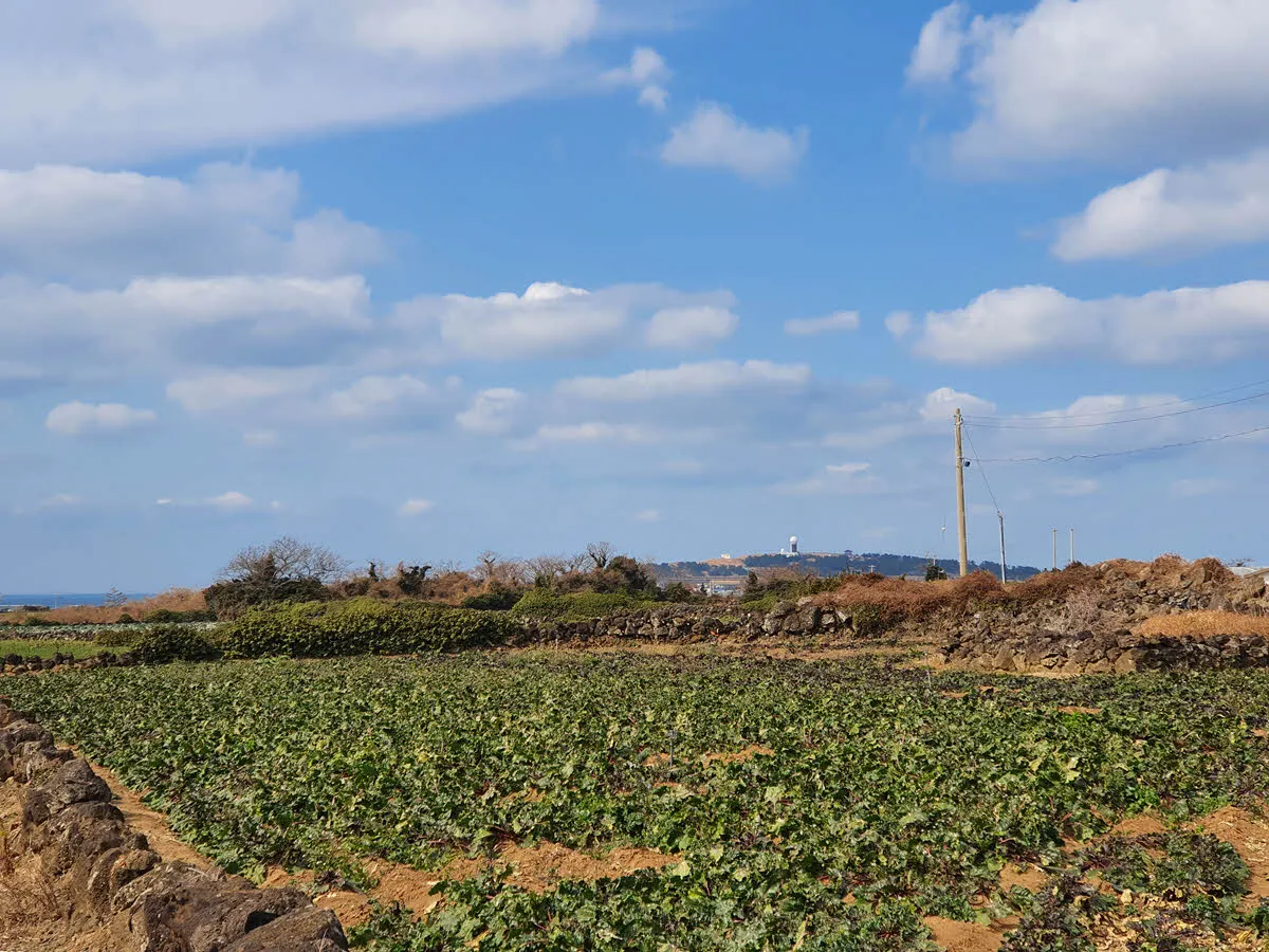 올레길 신도2리 구간에서 보이는 수월봉