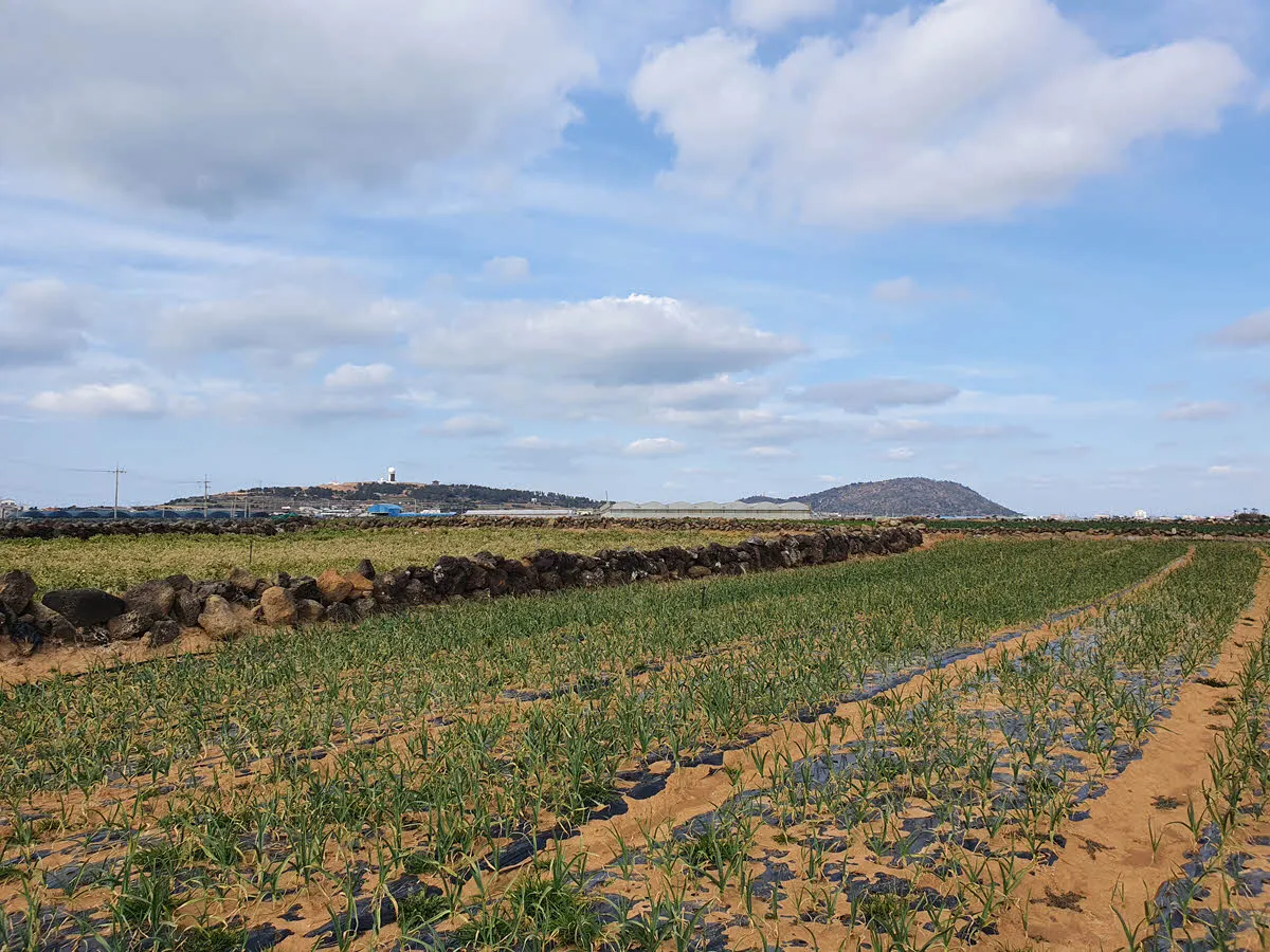 올레길12코스, 수월봉, 당산봉