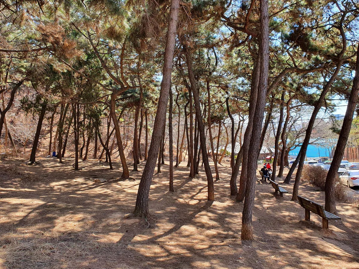 인천 만월산 소나무 숲