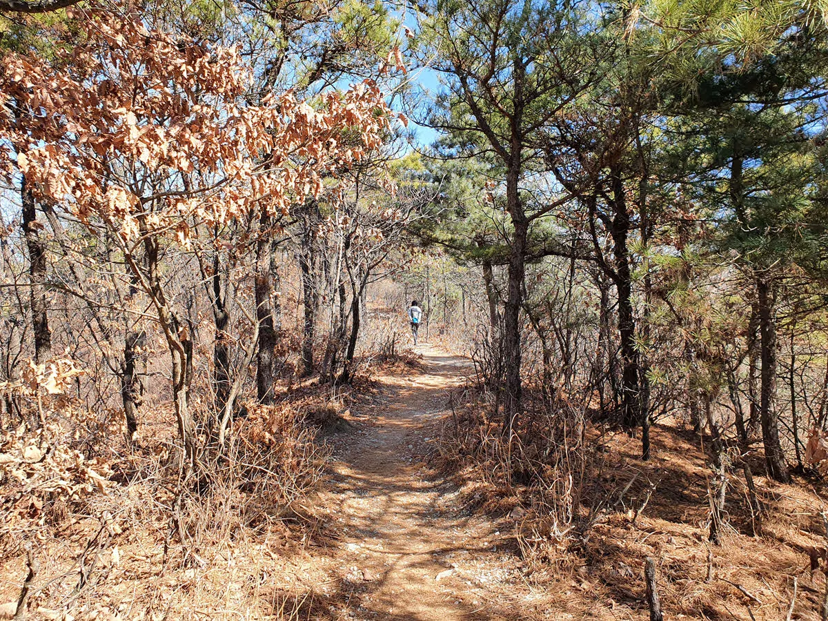 만수산 정상부로 향하는 능선길