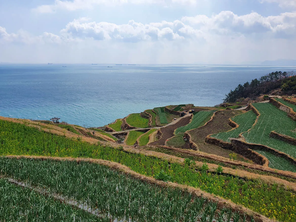 다랭이마을-다락논