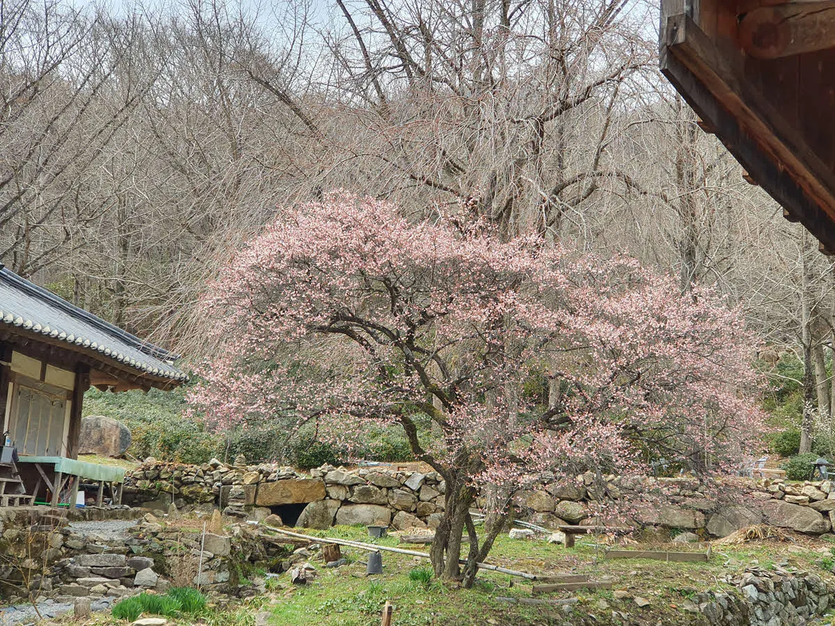 선암사 홍매화 (가까이할 수 없는 너 T.T)