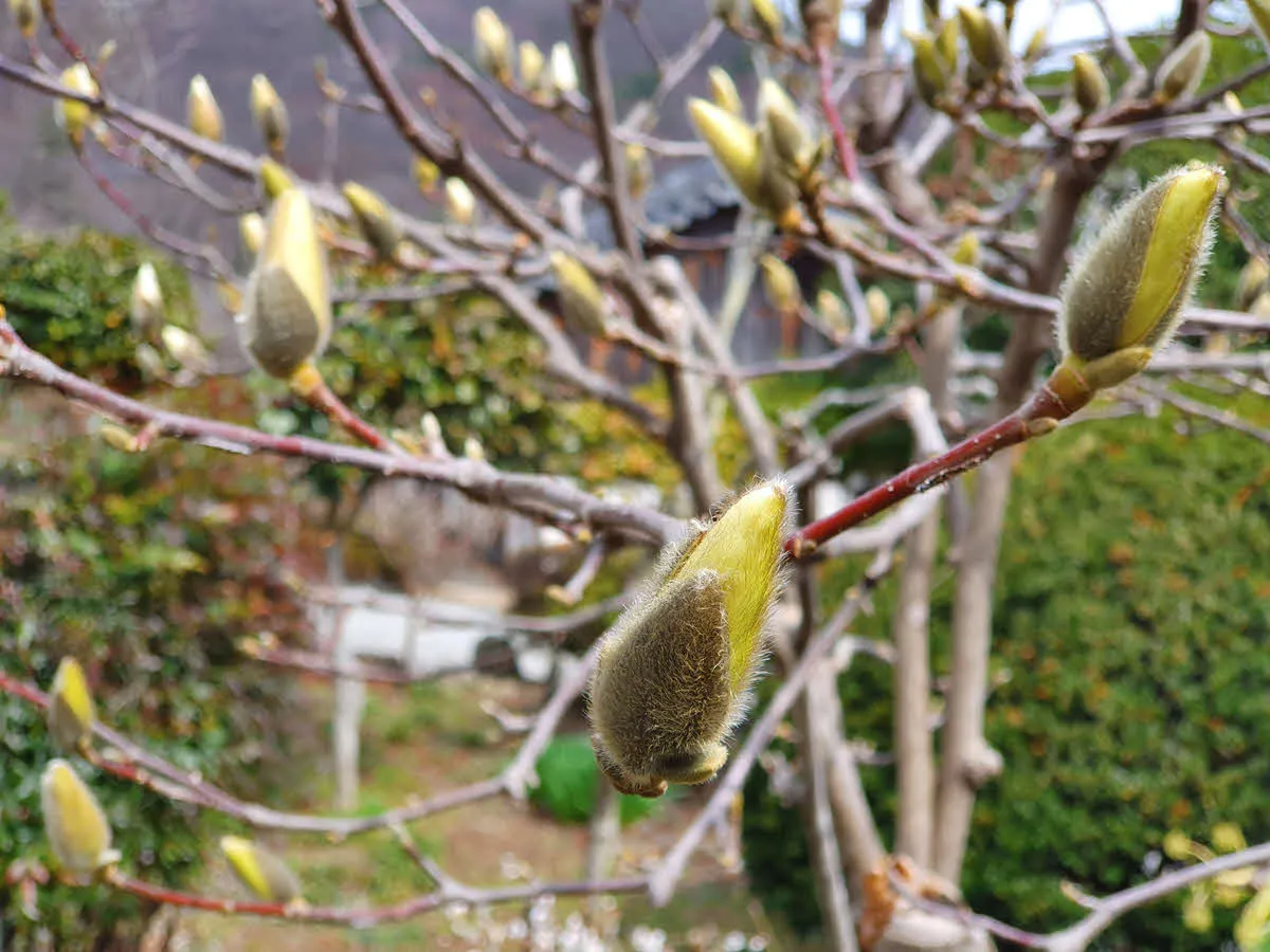 선암사 목련 꽃망울